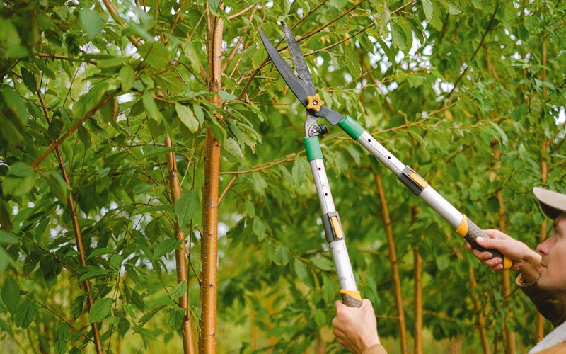 Tree trimming in East Wallingford, VT