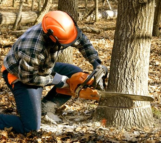 Tree Removal in East Wallingford, VT